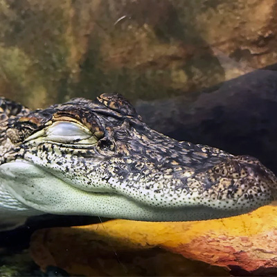 オーストラリアで撮影した、ブランドロゴのモデルになったワニ