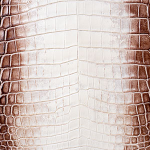 ナイルクロコダイルヒマラヤ