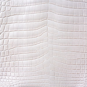 ナイルクロコダイルホワイト